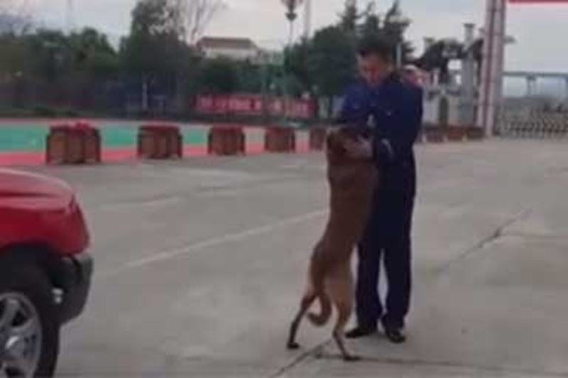 In Cina, il cane Li Jian tenta disperatamente di fermare l’addio al pompiere Zhang Yousheng, seguendo l’auto per centinaia di metri in una scena che ha commosso il web.
