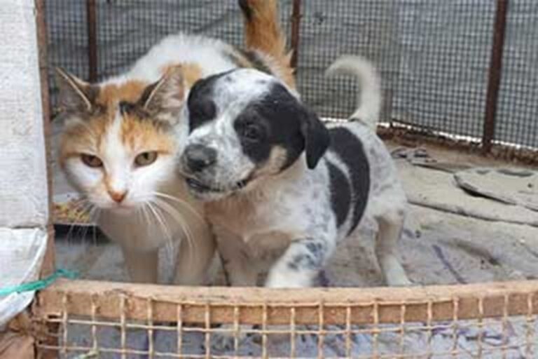 Ad Aleppo una cucciola abbandonata e investita viene accolta in un rifugio per gatti, dove una micia tricolore diventa la sua nuova madre.