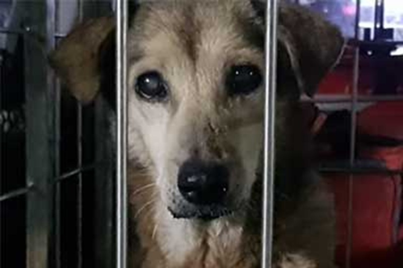 Un cane costretto a strisciare viene notato da una donna, soccorso e curato grazie a un gesto gratuito che trasforma una vita segnata dall’abbandono.