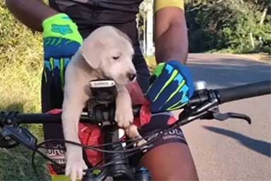 In Paraguay un cane abbandonato nella boscaglia viene salvato da due ciclisti, Pablo Villamayor e la moglie, che lo adottano e gli cambiano per sempre la vita.