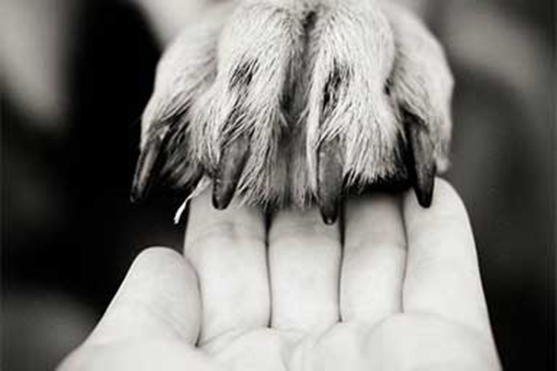 Dopo la morte della proprietaria, il cane Willy viene adottato dal sindaco di Casalbuttano, che acquista anche la casa per non sconvolgergli la vita.