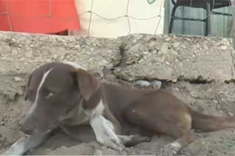 Il cane Cuchufleto continua ad attendere davanti casa il ritorno del proprietario morto nel crollo di una miniera in Messico, incapace di accettare la perdita.