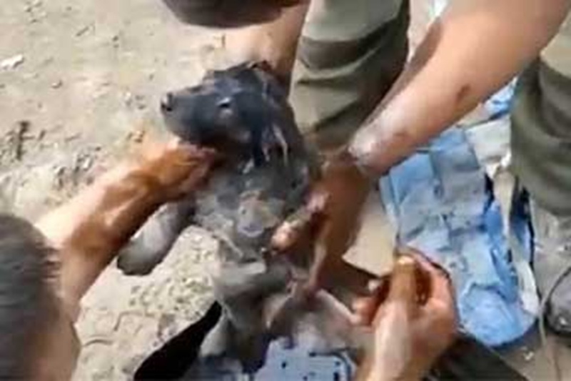 In un cantiere russo un cucciolo finisce in una pozza di catrame: la madre randagia cerca aiuto e due fratelli riescono a salvarlo appena in tempo.