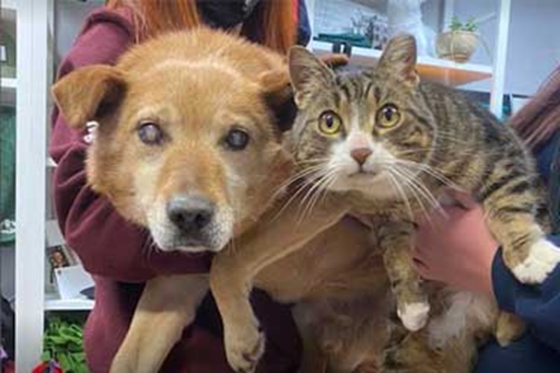 Spike, cane cieco, e Max, gatto guida inseparabile, trovano una nuova casa insieme dopo l’abbandono in un rifugio canadese.