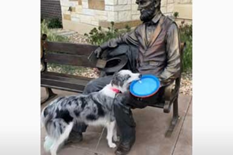 La Border Collie Nova ha scambiato una statua di Abraham Lincoln per un passante e ha cercato più volte di invitarlo a giocare a frisbee: il video è diventato virale in pochi giorni.