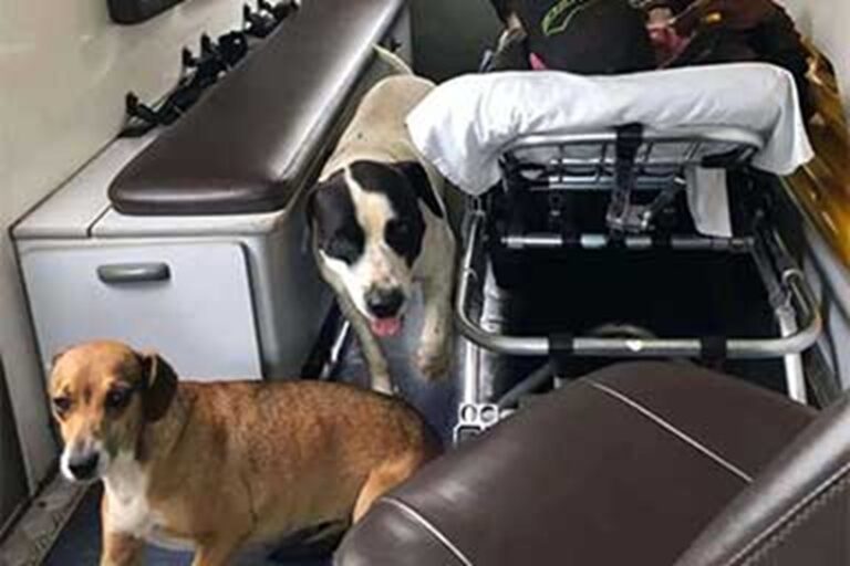 A Bauru, nello stato di San Paolo, i cani Bob e Chiara hanno seguito il loro proprietario José Antônio Pereira, 47 anni, fino in ambulanza, rimanendo al suo fianco per tutta la notte in ospedale.