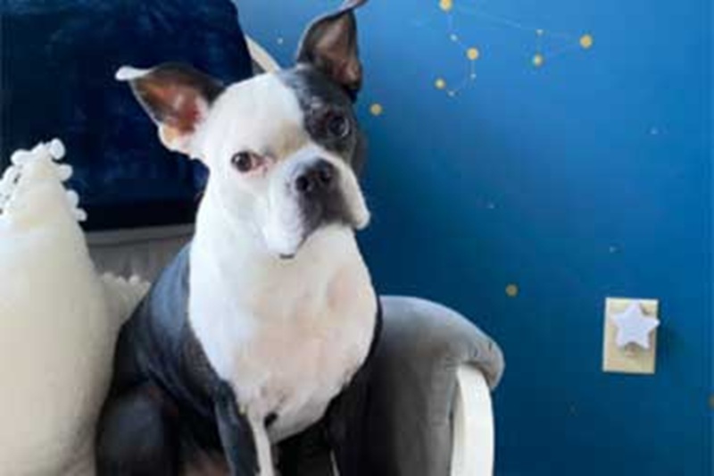 Henry, Boston terrier di 8 anni, ha salvato la vita a una bimba di 9 mesi che aveva smesso di respirare nel sonno: il cane ha richiamato l’attenzione della famiglia fino a evitare il peggio.