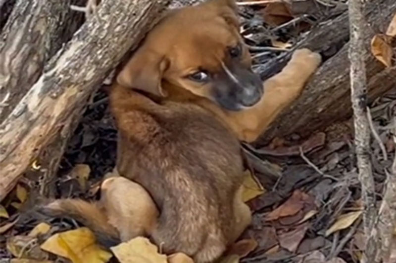 Durante una passeggiata nella foresta, il Dalmata Thiago ha scoperto un cucciolo abbandonato e gli ha salvato la vita, dando origine a un legame immediato e profondo.