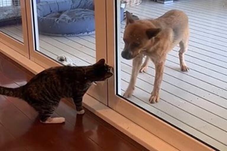 La micia Bobbie e la cagnolina Winnie hanno sviluppato un legame unico durante i mesi trascorsi insieme, mostrando quanto possa essere forte l’intesa tra specie diverse.