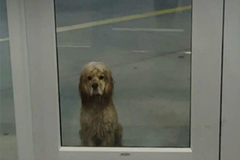 Un piccolo cane solo e bagnato davanti a una palestra in Oklahoma incrocia lo sguardo di Kimberly Dishon: da quell’attimo nasce un legame che trasforma entrambi.