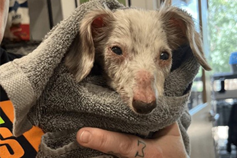 Arrivato in rifugio in condizioni disperate, nessuno pensava superasse la notte. Il giorno dopo si è rialzato, dando inizio a una storia di rinascita e adozione.