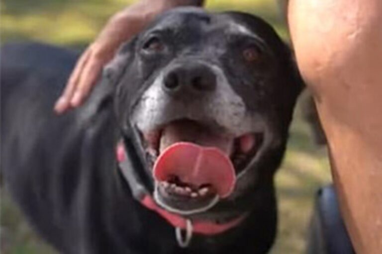 Un uomo in sedia a rotelle scivola in un lago a Port St. Lucie: la sua cagnolina abbaia senza sosta e richiama i soccorsi. Salvato in extremis grazie al suo coraggio.