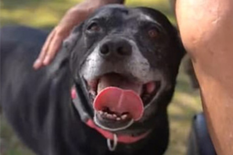 Un uomo in sedia a rotelle scivola in un lago a Port St. Lucie: la sua cagnolina abbaia senza sosta e richiama i soccorsi. Salvato in extremis grazie al suo coraggio.