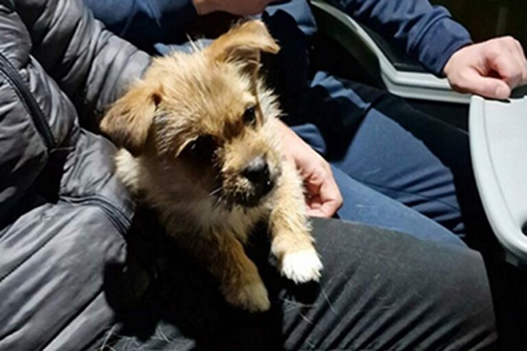 Un cucciolo viene trovato legato e spaventato. Dopo le cure veterinarie viene accolto in una casa sicura, dove inizia un percorso di recupero e protezione.