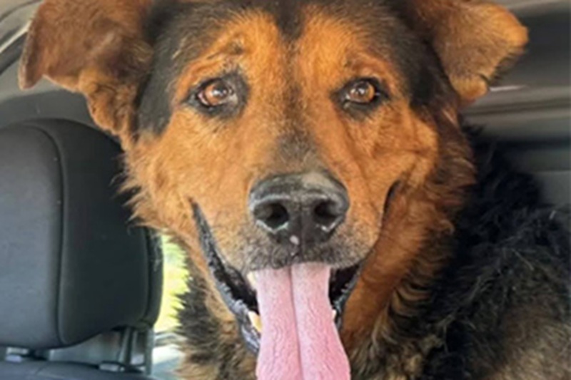 Per una settimana intera è rimasto al suo fianco senza abbandonarlo mai. Un cane ha vegliato su un ragazzo disabile scomparso, fino al ritrovamento che ha commosso l’Argentina.