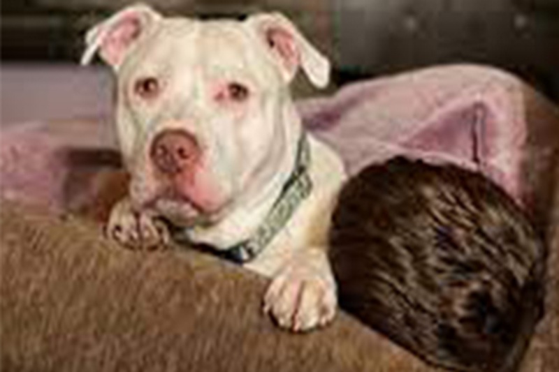 Il quattordicenne Walker e il cane Dave, entrambi sordi, si incontrano grazie a un rifugio del Michigan e instaurano un legame unico.