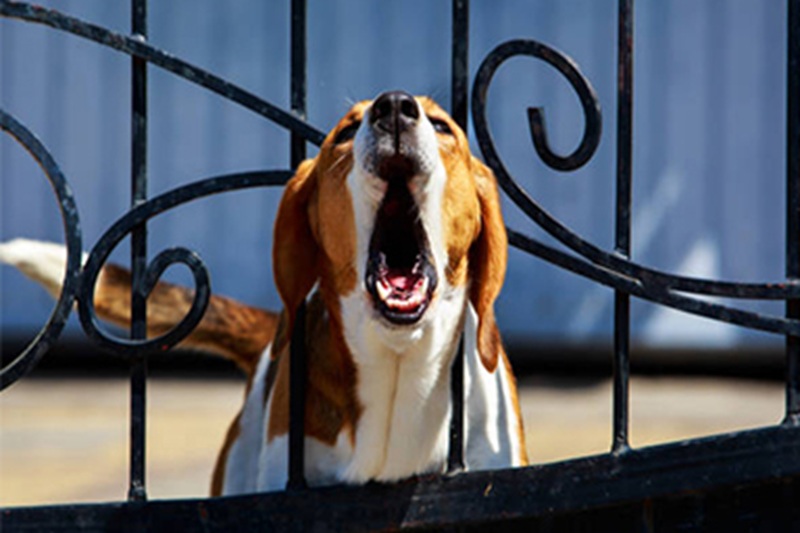 La 24enne di Ceriana, trattenuta in ospedale per un parto inatteso, è stata condannata a 6 mila euro per maltrattamento di animali e ora ricorre in Appello.
