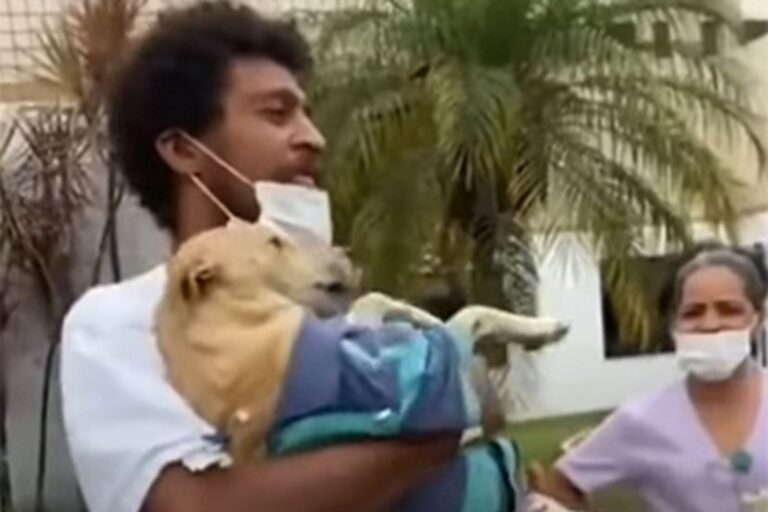 La cagnolina ha atteso ogni giorno fuori dal Santo Antônio de Jesus, finché il personale non ha organizzato un ricongiungimento commovente con il suo proprietario ricoverato.
