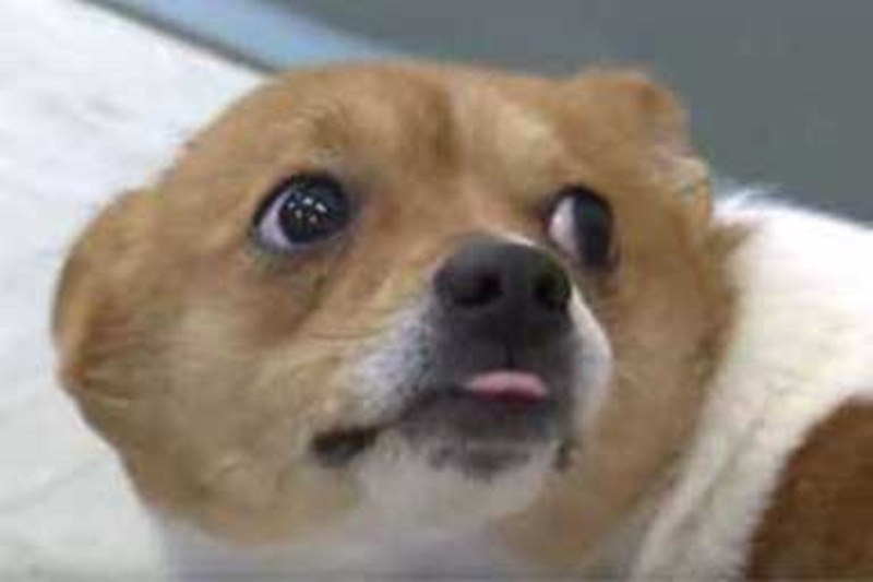 Investito e ridotto immobile sul ciglio dell’autostrada in Colorado, Jim, incrocio di Chihuahua, trova una nuova vita grazie alla veterinaria Sue Lynch, che dopo averlo curato sceglie di adottarlo.