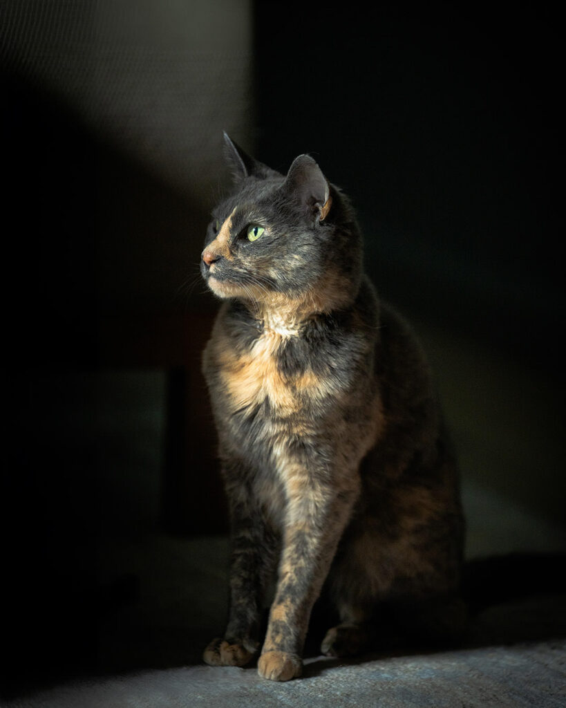 Un gatto di dodici anni, restituito due volte perché giudicato “strano”, viene adottato nonostante l’età e i problemi di salute, trovando stabilità e attenzione.