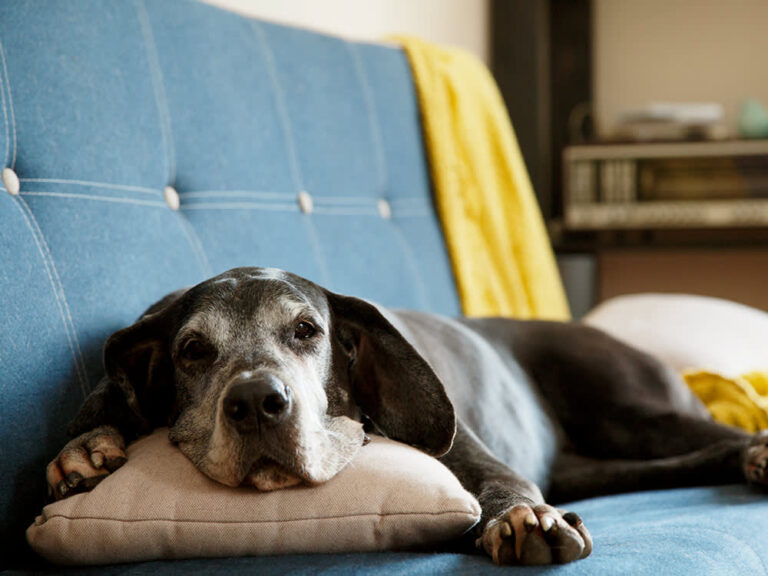 Un cane trascorre tredici anni in canile senza essere scelto. Salvato da anziano, vive tre anni di dignità e affetto, lasciando un messaggio che interpella tutti.