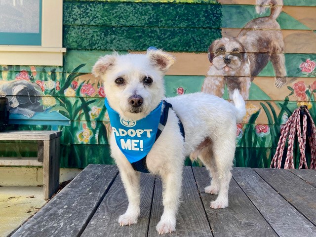 Un cane anziano salvato dall’eutanasia trova casa poche ore prima della fine, dopo mesi invisibile in rifugio, grazie a un’adozione improvvisa che restituisce futuro suo.