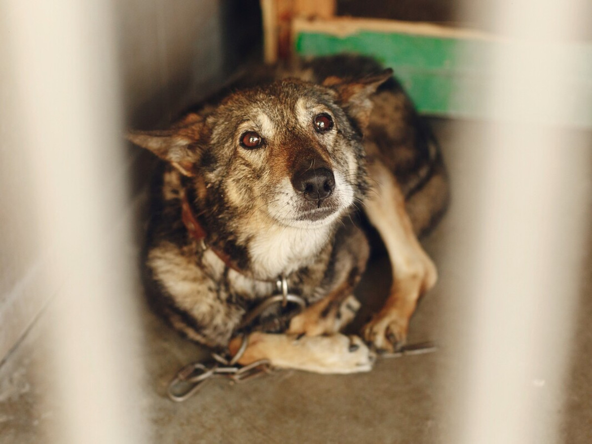 In rifugio vive un cane calmo e invisibile, segnato dal passato ma ancora capace di fidarsi. Non cerca attenzioni, aspetta soltanto che qualcuno lo scelga davvero.