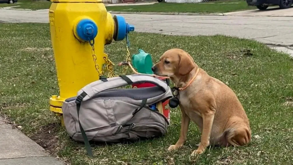 Un animale viene trovato legato e solo, con accanto una borsa contenente i suoi pochi oggetti. Il recupero immediato segna l’inizio di un percorso di sicurezza e protezione.