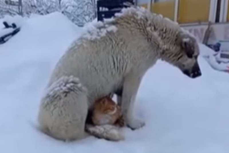 Un cane randagio accoglie tra le zampe un gatto infreddolito a Tunceli durante una bufera di neve, dando vita a una scena di pura tenerezza.