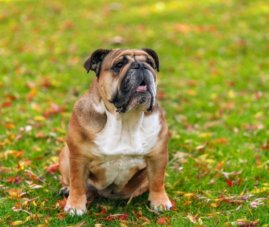 Holly Sheddan regala al suo bulldog Indy un’ultima giornata felice prima dell’addio, condividendo un video che ha emozionato il mondo intero.