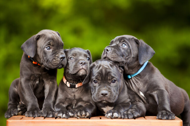 Nella provincia di Voronež, nel sud-ovest della Russia, una femmina di Cane Corso ha dato alla luce 19 cuccioli, un numero eccezionale e rarissimo per la razza.