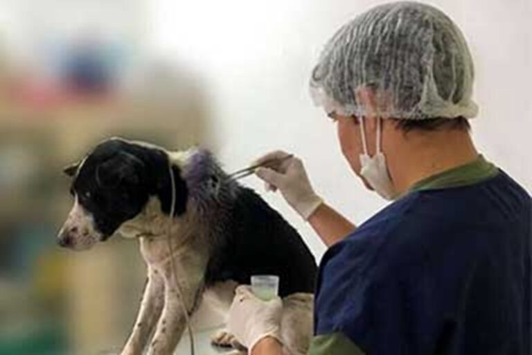 In Brasile un cane randagio con una ferita al collo entra da solo in una clinica veterinaria, resta ad aspettare e viene curato dopo aver chiesto aiuto in silenzio.