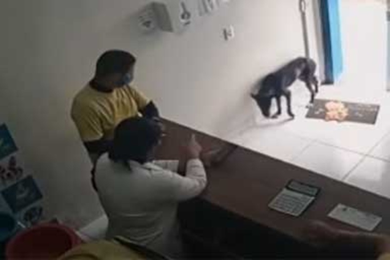 In Brasile, un cane randagio attraversa autonomamente la porta di una clinica veterinaria a Juazeiro do Norte, attirando l’attenzione e trovando cure e una nuova possibilità di vita.