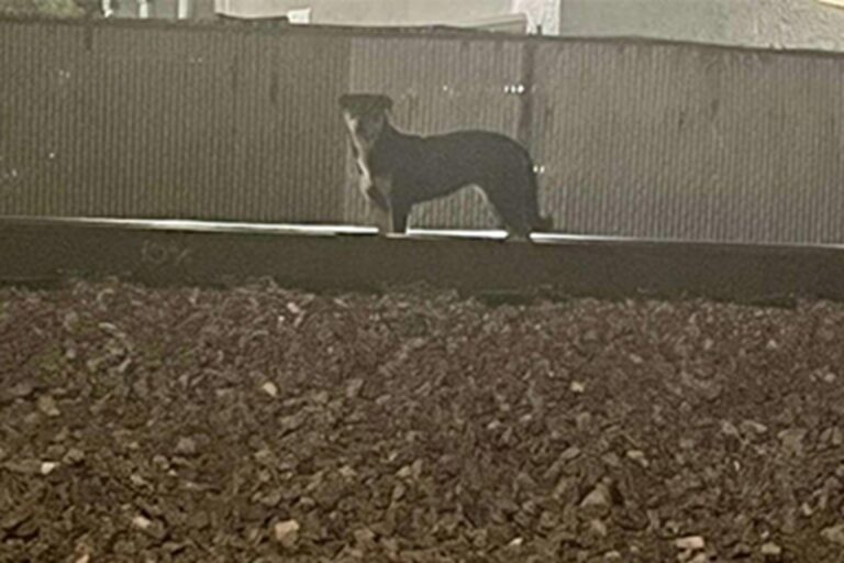 La cucciola Ribbles, un anno, resta per settimane lungo una ferrovia nel sud della California finché la fondatrice Suzette Hall non riesce a metterla in salvo.