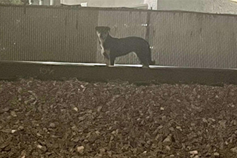 La cucciola Ribbles, un anno, resta per settimane lungo una ferrovia nel sud della California finché la fondatrice Suzette Hall non riesce a metterla in salvo.