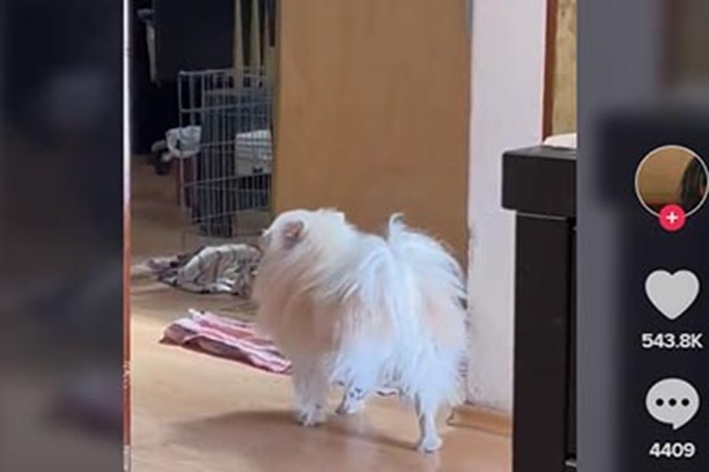 Polo, un cagnolino bianco, smette di usare una zampa per imitare la proprietaria in stampelle e cammina zoppicando per starle vicino.