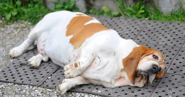 Un’ampia ricerca scientifica dimostra che il sovrappeso riduce l’aspettativa di vita dei cani, con effetti più marcati nelle razze di piccola taglia.