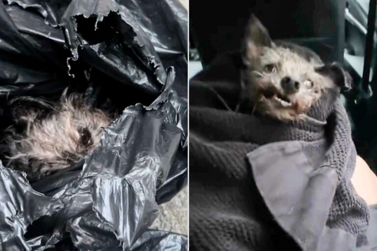 Nelle campagne di Galatone, un cane viene trovato legato e rinchiuso in un sacco, gettato nelle acque di un canale: decisivo l’intervento dei soccorsi.