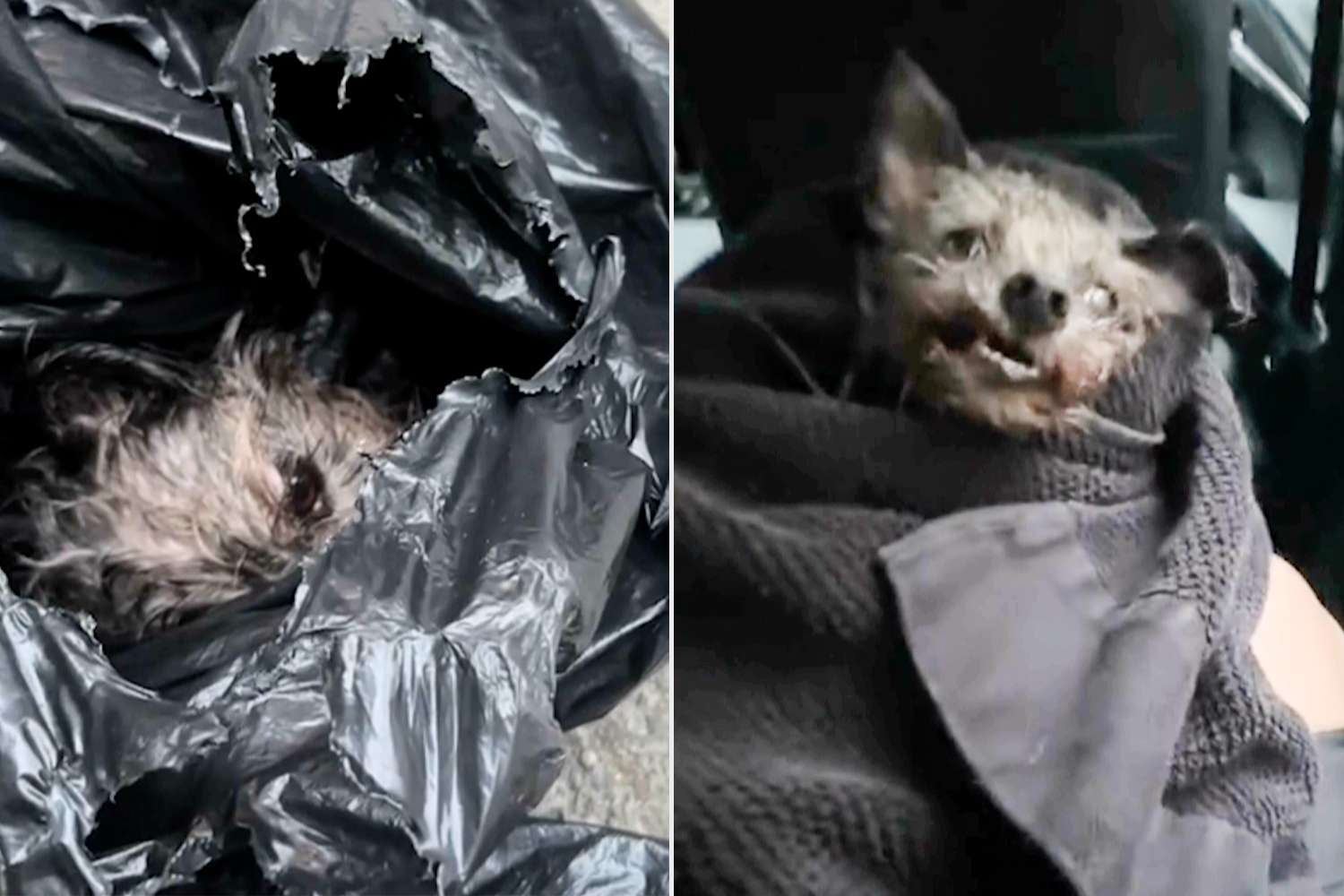 Nelle campagne di Galatone, un cane viene trovato legato e rinchiuso in un sacco, gettato nelle acque di un canale: decisivo l’intervento dei soccorsi.