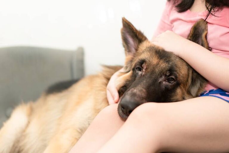Un cane segnato da un passato difficile cerca costantemente il contatto umano dopo l’adozione. La vicinanza diventa il segno di una fiducia costruita lentamente.