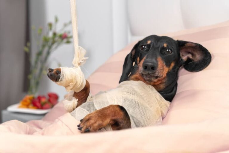 In una clinica veterinaria una cucciola ferita lotta tra la vita e la morte. Dopo giorni critici, un primo passo segna l’inizio di una lenta ripresa.