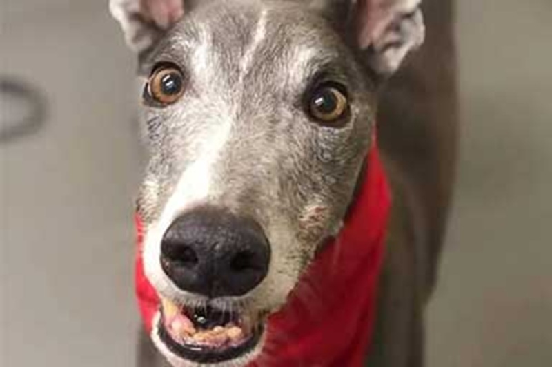 Dopo 22 donazioni e oltre 10 litri di sangue donati, il levriero Woodie conclude la sua straordinaria “carriera” da donatore.