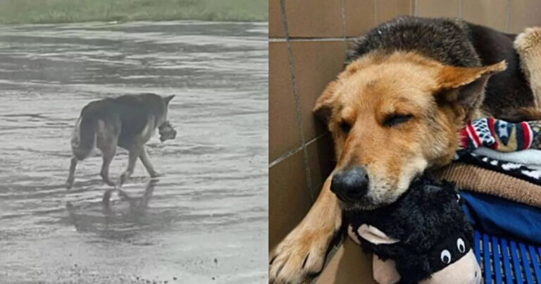 A Detroit una cagnolina rimasta sola dopo la morte del proprietario cammina per settimane sullo stesso tragitto, stringendo sempre il suo peluche preferito.