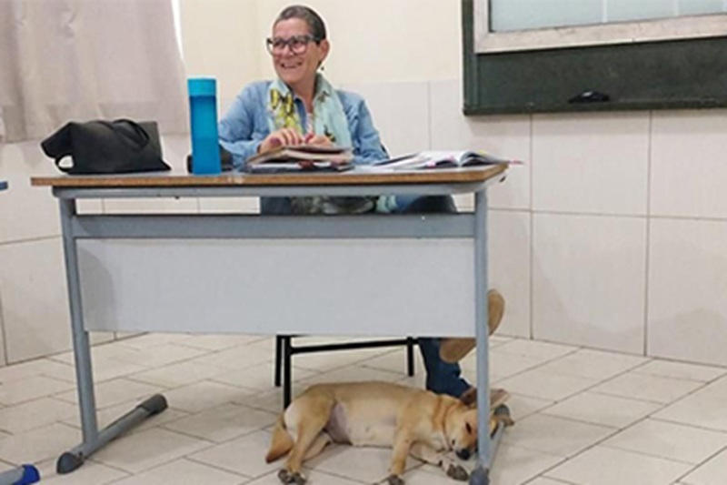 La cagnolina Alice Caramel, entrata spontaneamente nella scuola di Imbituba, viene adottata da docenti e studenti per promuovere il rispetto verso gli animali.