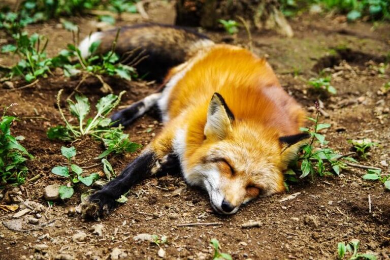 Una volpe frequenta un giardino da settimane e utilizza spontaneamente un lettino all’aperto per riposare. I proprietari chiariscono che l’animale resta libero e non viene trattenuto.