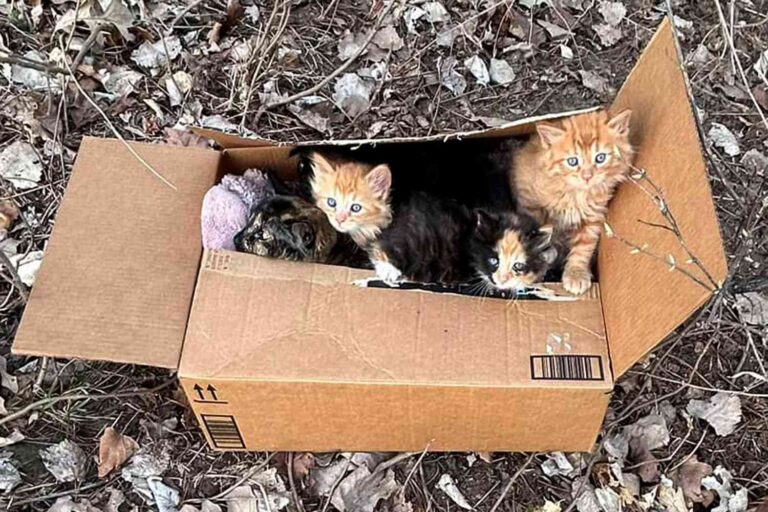 All’apertura del rifugio vengono trovati alcuni gattini neonati lasciati in una scatola. I piccoli vengono messi subito al sicuro e affidati alle cure necessarie.
