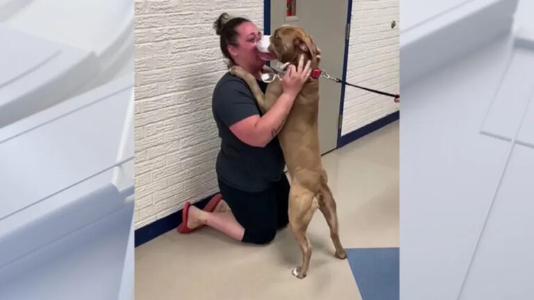 Fuori da un supermercato una donna riconosce un cane addestrato anni prima. L’incontro rivela che oggi è un cane di allerta medica, ancora guidato dalla stessa sensibilità.