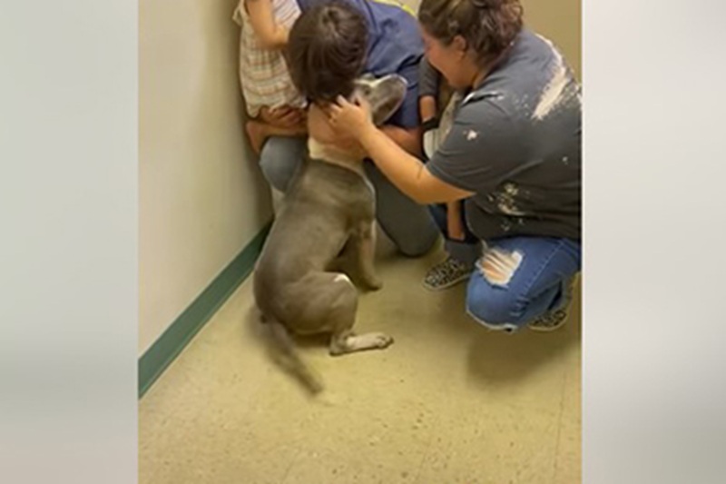 Il cane Conway, scomparso per dieci mesi nella contea di Highlands in Florida, viene identificato grazie al microchip e riconsegnato ai proprietari.