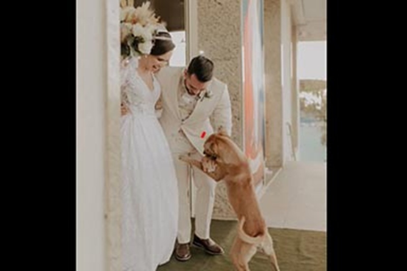 Un cane randagio entra in chiesa durante un matrimonio in Brasile e conquista gli sposi, che decidono di adottarlo e portarlo a casa con loro.