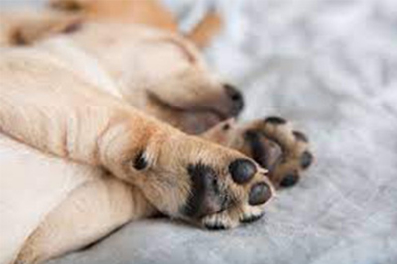 A Bursa una cagna randagia ha atteso ore davanti a una clinica veterinaria per stare accanto al suo cucciolo ferito, dando prova di un amore materno straordinario.